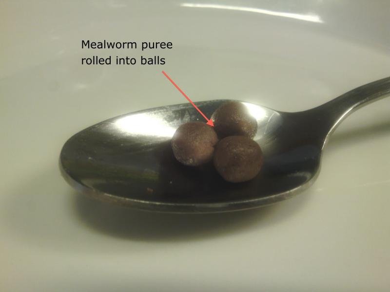 mealworm-puree-balls mealworm-puree-balls