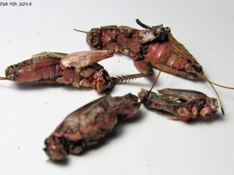 redcrickets redcrickets